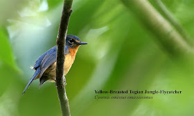 https://www.audubon.org/news/10-new-birds-described-biggest-avian-discovery-more-century