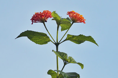 Lantana camara leaves