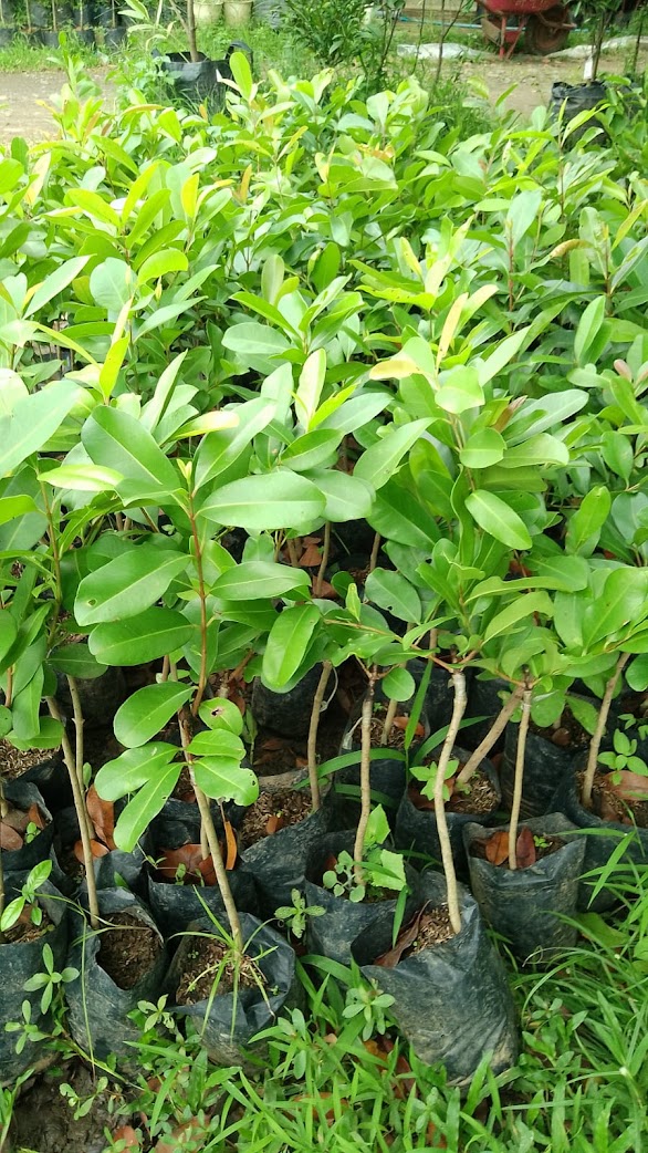 bibit buah juwet putih cepat tumbuh palembang Sumatra Barat