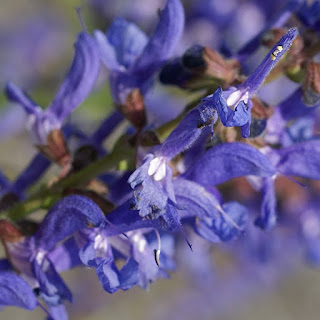 Sauge de Transylvanie - Salvia transsilvanica