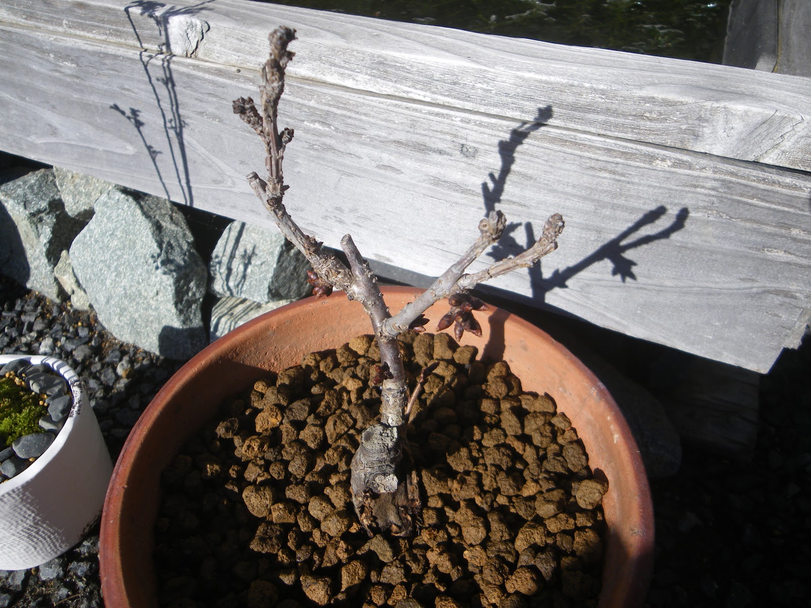 桜の小さな鉢植え 旭山桜のミニ盆栽の植え替えから満開まで メダカの大工
