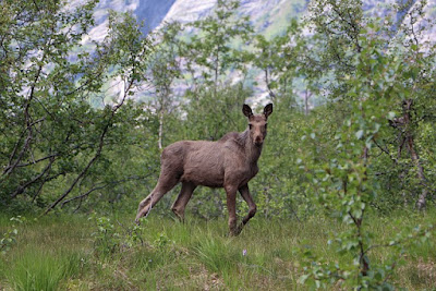 Caribou facts and information