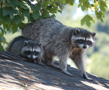 Raccoon Information