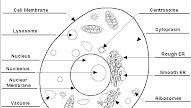 Label The Parts Of An Animal Cell Worksheet Answer Key - Pinterest • The world's catalog of ideas : A cell is the basic unit of life.