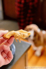 gif of a Basset hound intently staring at a grilled cheese sandwich