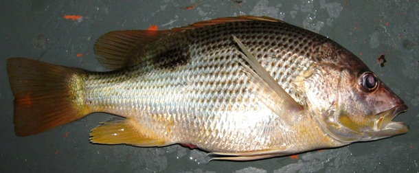 Ikan Ungar