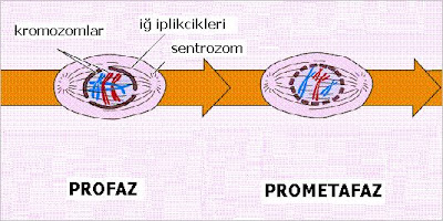 Mayoz Bölünme