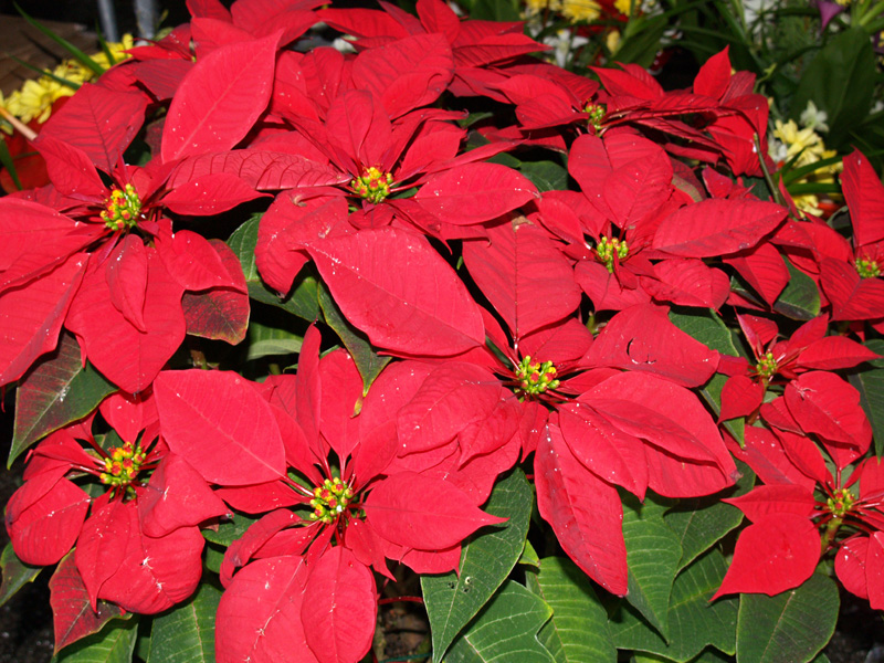  Tours Cancun: Christmas in Mexico: Deck the Halls with Poinsettia
