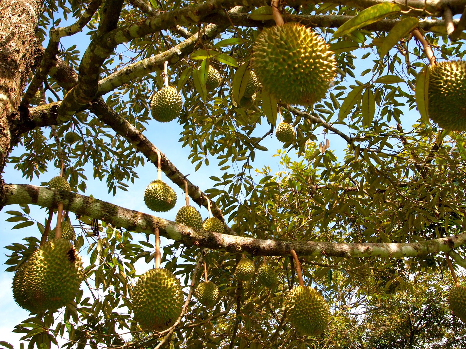 Gambar Lagi Musim Durian Info Gambar