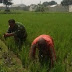 Pendampingan UPSUS, Babinsa Turun Sawah Bantu Bersihkan Rumput Dan Gulma