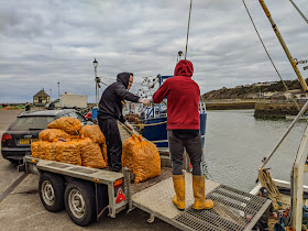 Photo of a closer view of the whelks being unloaded