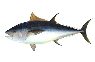 Bluefin Tuna