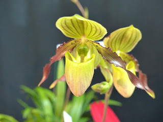 Paphiopedilum Honey - Paphiopedilum philippinense x Paphiopedilum primulinum