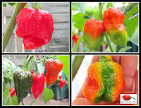 Superhot Chilli Peppers