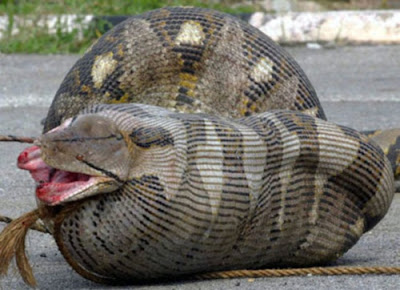 Animali Buffi e Divertenti: l'Anaconda, il serpente più 