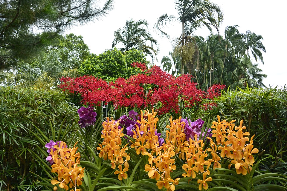 Orquídea gigante en un jardín