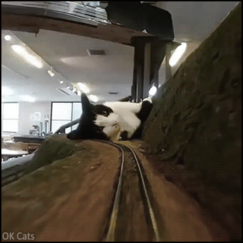 Funny Cat GIF • Catzilla said: “Sorry train, you shall not pass!” At the end: “OK my job here is done!” [ok-cats.com]