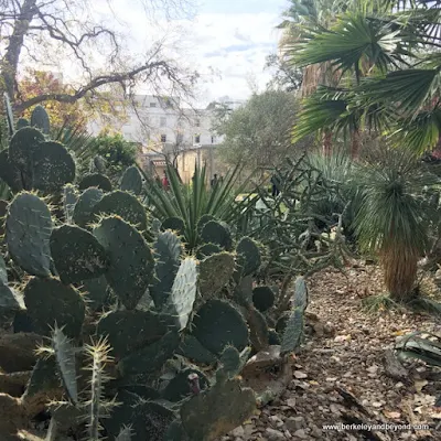 cacti in the garden at The Alamo in San Antonio, Texas