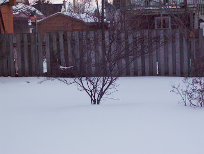 Mulberry Tree in the Garden