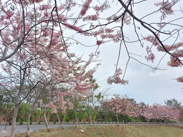 台南仁德滯洪池花旗木圍繞水池，環湖步道散步欣賞粉紅花旗木