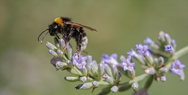 Los países ya tienen objetivos a favor de la biodiversidad para 2030