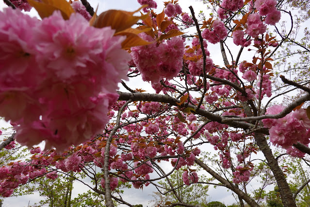 鳥取県米子市久米町　湊山公園　カンザン (関山）