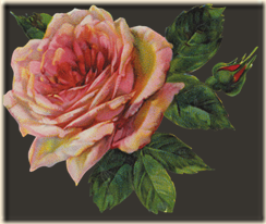 Rose2