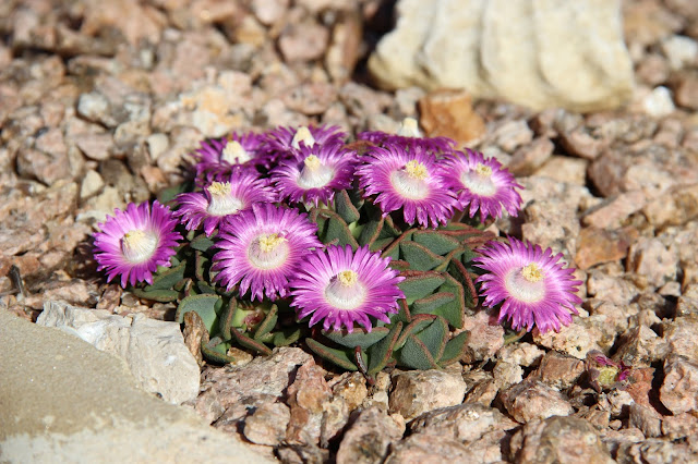 Living Stone Plants