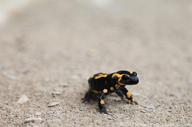 salamandre tachetée (Salamandra salamandra), Orpierre, France