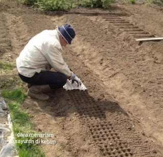 Cara menanam sayuran di kebun