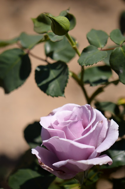 rose sterling silver, amy myers photography, desert garden, small sunny garden, hybrid tea rose