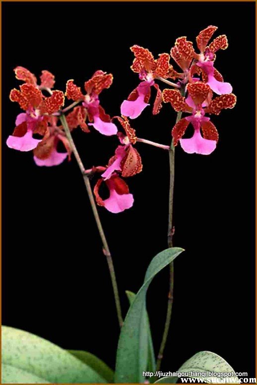 兰花-花:09020112182158兰花