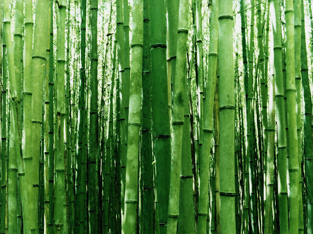 Bamboo Nature1