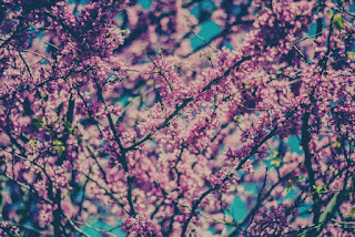 Gambar bunga sakura