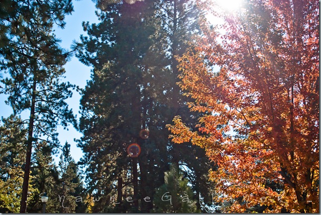 Drake Park.tree