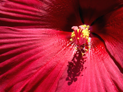 Dinnerplate Hibiscus