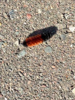 woolly bear September 26, 2022