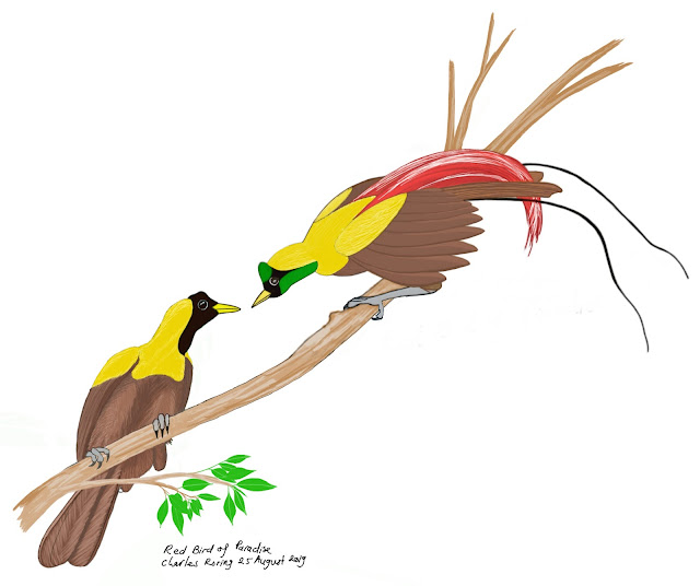 Digital drawing of Red Bird of Paradise