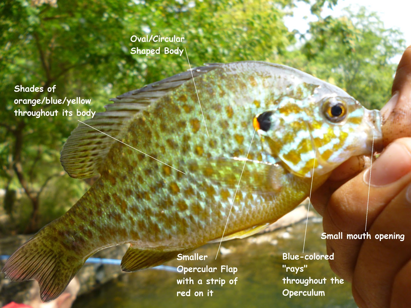 Extreme Philly Fishing: Be a Sunfish Expert: A Simple Guide for  Identifying your Small Catches