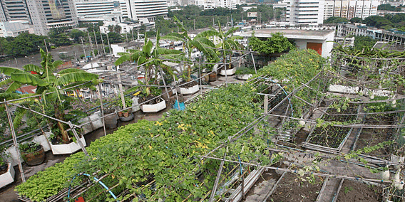 Urban Farming