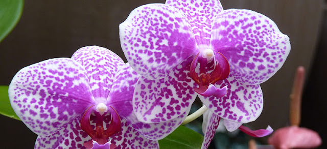 How to Care for Phalaenopsis Amabilis Orchids (Moth Orchids) / Anggrek Bulan 03/11/2018