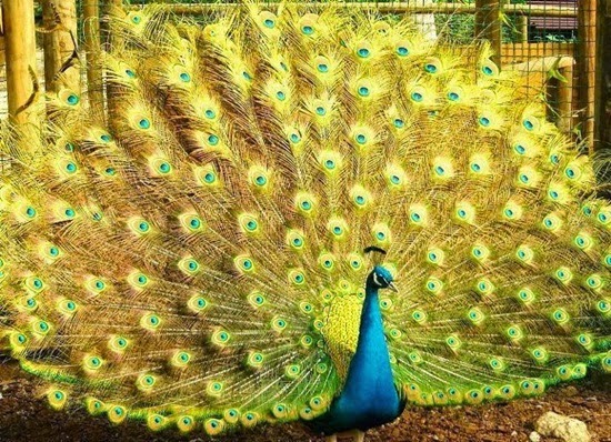 http://www.funmag.org/pictures-mag/animals-and-birds/beautiful-peacock-photos/