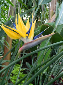 Bird of Paradise flower Sterlitzia reginae at the Allan Gardens Conservatory by garden muses-not another Toronto gardening blog