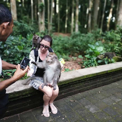 Interaksi dengan monyet di Sangeh Monkey Forest