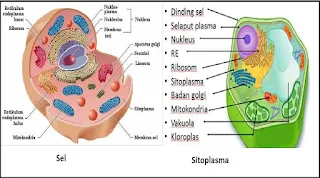 organel sitoplasma
