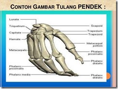 PENGERTIAN FUNGSI STRUKTUR DAN MACAM MACAM JENIS SISTEM PENGERTIAN FUNGSI STRUKTUR DAN MACAM MACAM JENIS SISTEM