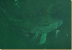 Fish 1