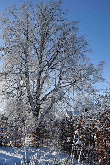 Avenbok Carpinus betulus Häck