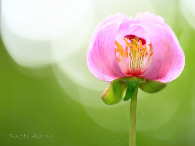 Paeonia obovata