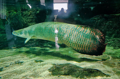 Langkawi Must Visit - Underwater World Langkawi